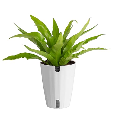 Costa Farms Bird's Nest Fern Live Plant in Plastic Pot, Air Purifying Indoor Houseplant, Perfect for Home, Room, or Office Decor, Great House Warming or Birthday Gift, 12-18 Inches Tall