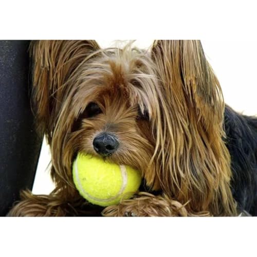 Kit 3 Bolas de Tenis Pet Treinamento Brincadeira Cachorro