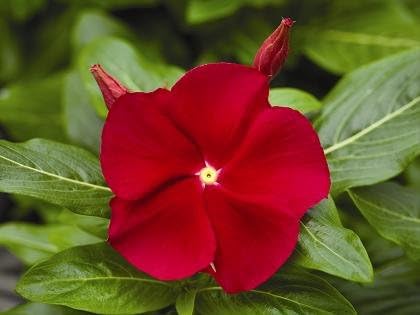Vinca Cora XDR Rojo 100 Semillas