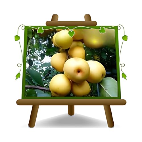 euro plants vivai nashi shinseiki - pianta da frutto antico su vaso da 26 cm. - altezza: 180~200 cm. - età 4 anni