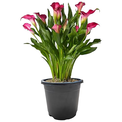Image of ECO BLOOM Pink Peace Lily (Spathiphyllum) Live Indoor Flowering Plant with Pot | Air Purifying Houseplant for Home, Office & Living Room Decor