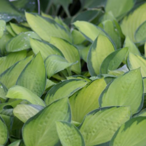 ホスタ (ギボウシ)12cm 2品種 品種名不明 中小型種ホスタ・ギボウシ
