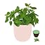 Lemon Balm