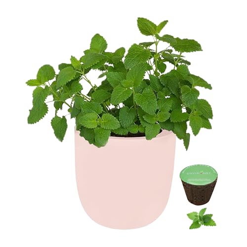 Environet Hydroponic Herb Growing Pink Ceramic Kit, Self-Watering Kitchen Garden Starter Kit with Organic Seeds (Lemon Balm)