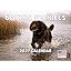 Boykin Spaniel