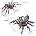 SCAHOW Realistic Fake Spiders, 2pcs Plastic Spider Toys Figures with Giant Whiteknee Tarantula, Educational Insect Animal Figures for Kids Toddlers, Halloween Decoration Prank Props