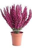 Durchmesser Topf: ca. 10 cm Botanic-Haus künstliche Erika (Heidekraut) in braunem Kunstofftopf (Fuchsia)
