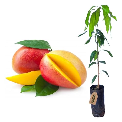 Muda de Manga Haden Enxertada Para Produzir Mais Rápido