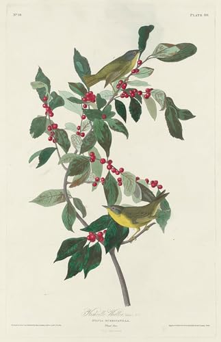 Toile Paruline de Nashville Décoration Bureau Cadre Nature Pro