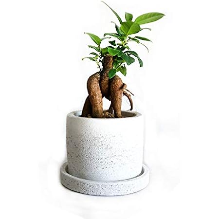 Amazon ガジュマル 丸型陶器鉢植え 卓上サイズ 観葉植物 本物 ガジュマルの木 多幸の木 インテリア ガジュマロ 観葉植物 オンライン通販
