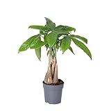 Pachira Aquatica Árbol Natural de Interior de Origen Tropical