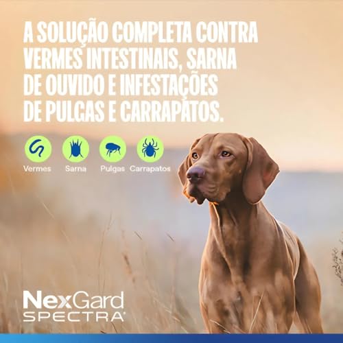 2 Nexgard Spectra 30 Á 60Kg Antipulgas Carrapatos Cão Cachorro cães Kit