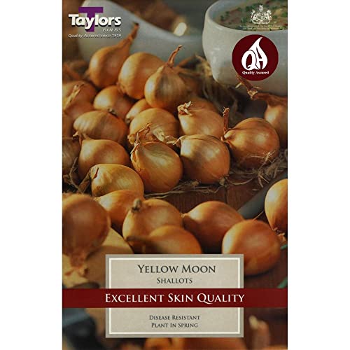 Shallot Yellow Moon 12 by Taylors Bulbs