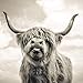 Produktbild tytuoling DIY Digitale Malerei Wand Von Highland Cow Schwarz Und Weiß Leinwand Kunst Malerei Poster Wand Wohnzimmer Rahmenlose 50X50 cm