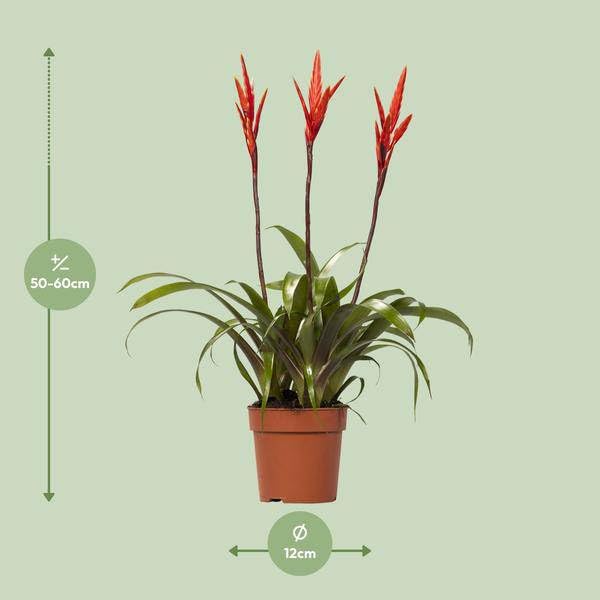 Bromelie Vriesea Elan Toef Zimmerpflanze Ø12 cm 55 cm