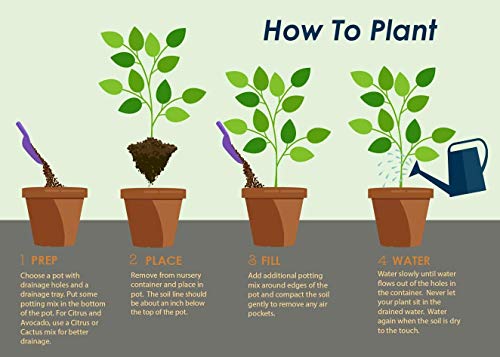 Brighter Blooms - Blood Orange Trees, 1-2 Ft. - Hardy Citrus Tree With Incredible Taste - No Shipping To Ca, Fl, Tx, La, Az, Al, And Or #TOP4