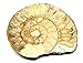 Fossil Limestone Ammonite Jurassic Time Period Item #16991