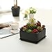 MyGift Modern Black Ceramic Square Indoor Small Planter, Flower Succulent Plant Pot with Drainage Hole and Removable Drip Tray