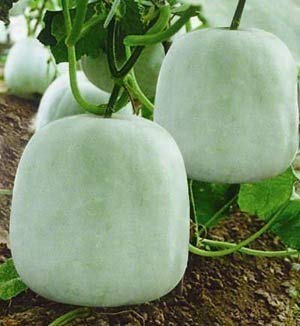 Creative Farmer Vegetable Seeds Kumbalanga (Malayalam) Seeds - Ashgourd Seeds Op Variety Vegetable Seeds Home Garden Seeds (B07N475N2M) Amazon Price History, Amazon Price Tracker
