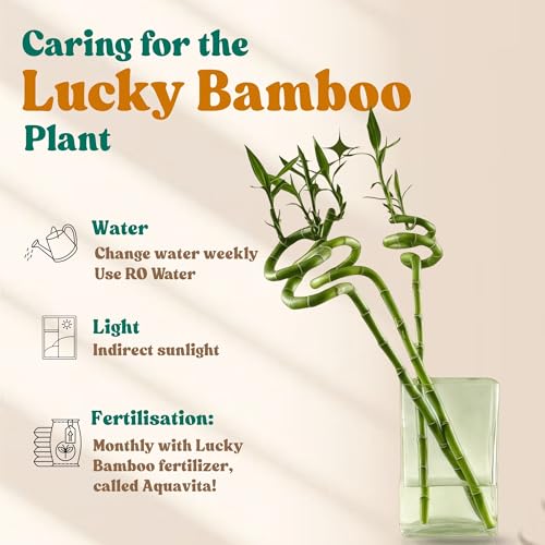 Image of Amulya Farms Set of 3 Live Bamboo Stick 50 cms with Organic Fertiliser | Indoor Vastu Plants for Home, Living Room, Office desk & Kitchen Decoration | Dancing Stems | Feng Shui |