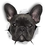  Sticker-Designs 10cm! Klebe-Folie Wetterfest Made-IN-Germany schwarz French Bulldog Französische Bulldogge Hund D799 UV&Waschanlagenfest Auto-Aufkleber Profi-Qualität!