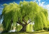 8 Thin Gold Weeping Willow Tree Cuttings to Grow - Pencil Thickness or Thinner - Excellent for Bonsai or Garden