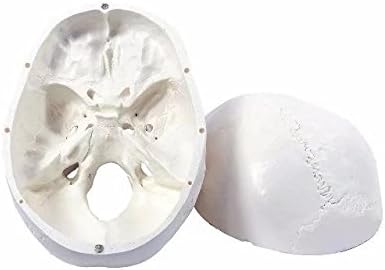 BoNew Medical Anatomical Human Skull Model High Quality Classic 3-Part Life Size