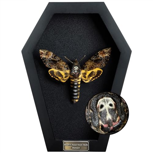 Real Death Head Moth White Skull Coffin Frame Gothic Witchy CF18-01-DE-MT