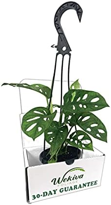 Monstera Swiss Cheese Plant Hanging Basket - Live Plant in a 4 Inch Hanging Pot - Monstera Adansonii - Beautiful Easy to Grow Air Purifying Indoor Plant