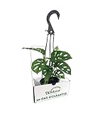 Monstera Swiss Cheese Plant Hanging Basket - Live Plant in a 4 Inch Hanging Pot - Monstera Adansonii