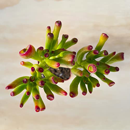 Sprout N Green Gollum Jade - Crassula Ovata Gollum, Rare Cute Succulent Plant Fully Rooted in 2'' Pot