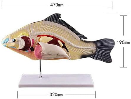 Amazon Co Jp 3d魚解剖モデル3パートラボ魚の解剖モデル解剖学取り外し可能な内臓 ティーチングエイド生物動物モデル Diy 工具 ガーデン