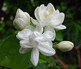 100+ Jasmine Flower Seeds for Planting