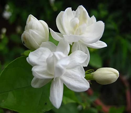 100+ Jasmine Flower Seeds For Planting #TOP8