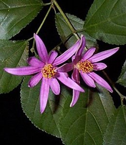 Bonsai Boy Flowering Lavender Star Flower Bonsai 3 Tree Forest Group Grewia Occidentalis