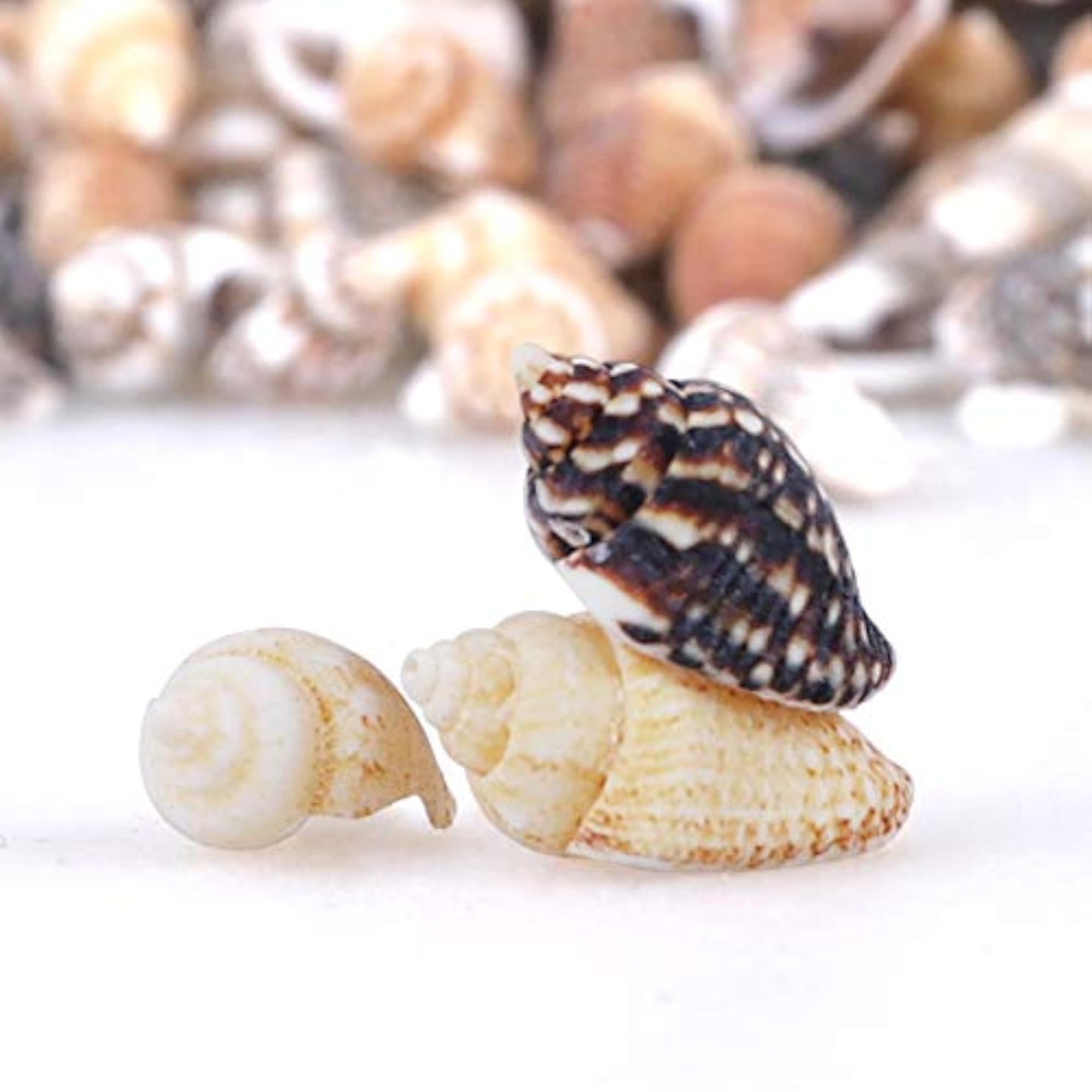 Tiny Mini Sea Shells for Crafting and Home Decorations (2000 PCS)
