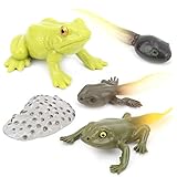 Figuras de etapas del Ciclo de Vida, Conjunto de Modelos de Ciclo de Crecimiento de Animales educación científica Aprendizaje Modelo de enseñanza Juguete para niños niños niñas(#2)