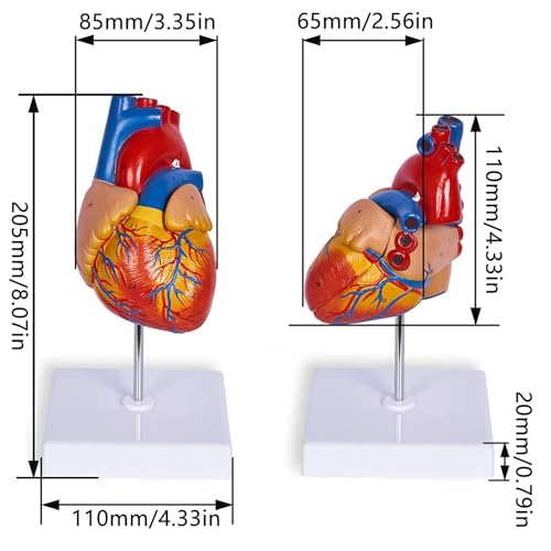 Modèle de cœur AMITD en 2 parties pour réussir vos examens d'anatomie - 6