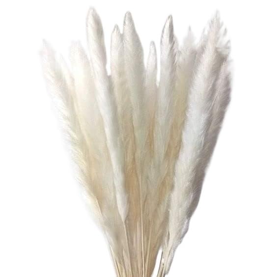 Pampas Grass Grande 60CM, 20 Tallos Secos miniatura 1