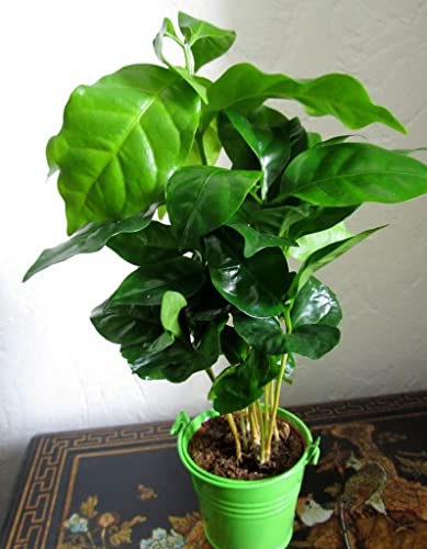 Seedsup - 5+ Arabian Coffee Tree (Mountain Plant) - Tree Dwarf #TOP7