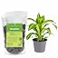 Dracaena Potting Soil Mix