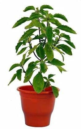 Tulsi Plant