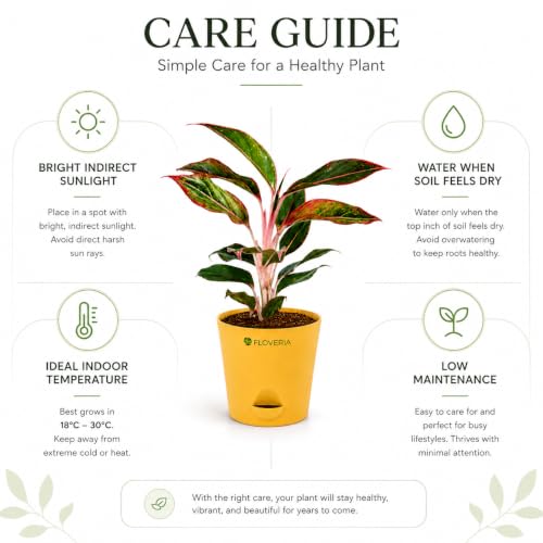Image of Aglaonema Red Live Indoor Plant with Pot | Indoor Plants for Home | Air Purifying Houseplant | Low Maintenance Live Greenery | Decorative Home Decor for Living Room, Office & Bedroom
