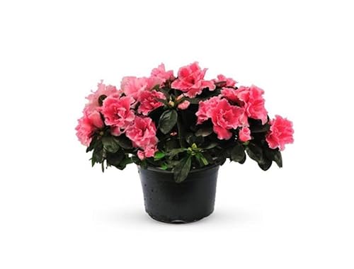 Flor de Azalea: Un Regalo de la Naturaleza para tus Sentidos