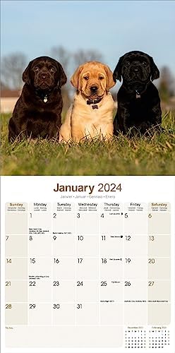 Labrador Retrievers Calendar 2024 | 16 months | with FREE Organisational Stickers