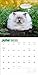 Chonkers Wall Calendar 2025: A Year of Cats Large and In Charge