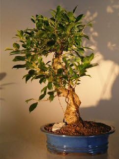 Bonsai Boy Ficus Retusa Moneda de Oro Bonsai Árbol Curvo Tronco - Extra Grande ficus retusa