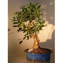 Bonsai Boy Ficus Retusa Golden Coin Bonsai Tree Curved Trunk - Extra Large ficus retusa