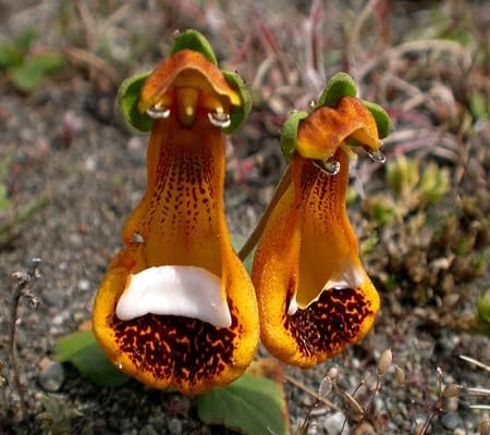 100pcs of Calceolaria uniflora Flower Seeds