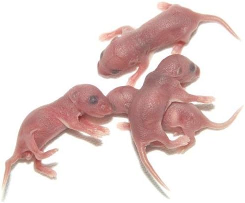 100 Pack Frozen Pinky Mice